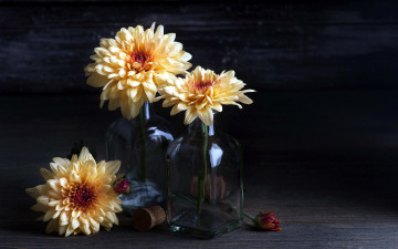 Картинка цветы георгины трио