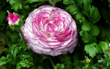 обоя цветы, ранункулюс , азиатский лютик, макро