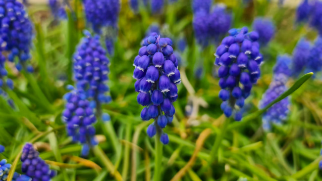 Обои картинки фото цветы, мускари, синий