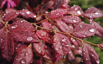 Картинка природа листья капли макро