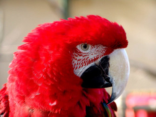 обоя животные, попугаи, попугай, ара, красный