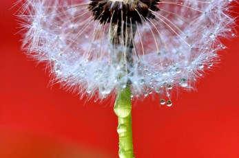 обоя цветы, одуванчики, цветок