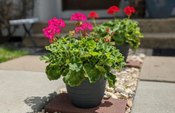 обоя цветы, герань