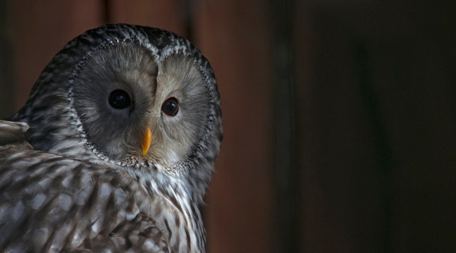Обои картинки фото животные, совы, сова, птицы, хищники