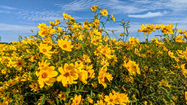 Обои картинки фото цветы, кореопсис