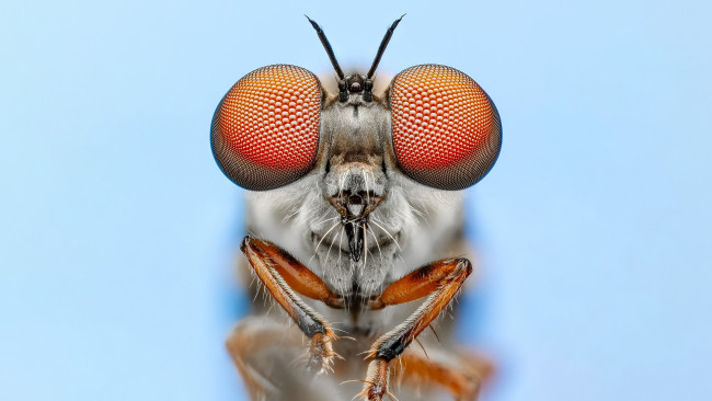 Обои картинки фото животные, насекомые, макросъемка, насекомое