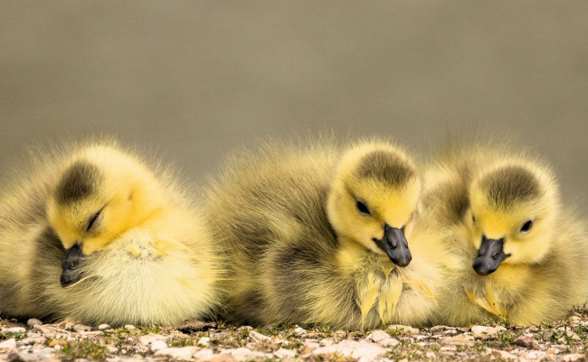 Обои картинки фото животные, гуси, птенцы, желтые, гусята
