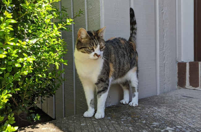 Обои картинки фото животные, коты, кот, кошка