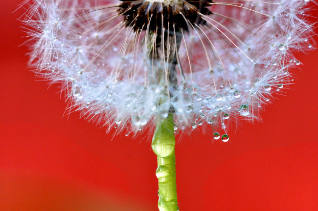 Обои картинки фото цветы, одуванчики, цветок