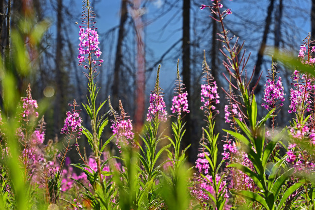 Обои картинки фото цветы, луговые , полевые,  цветы