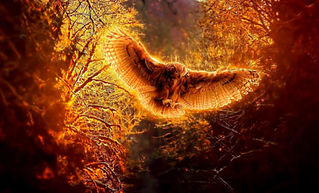 Обои картинки фото разное, компьютерный дизайн, сова, полет, птица, лес