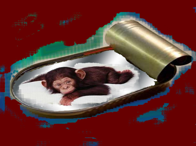 Обои картинки фото чебурашка, масле, юмор, приколы