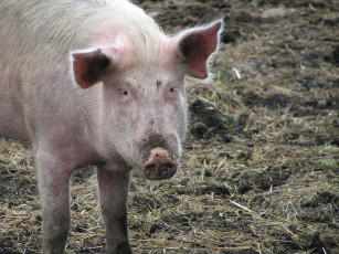 Картинка животные свиньи кабаны