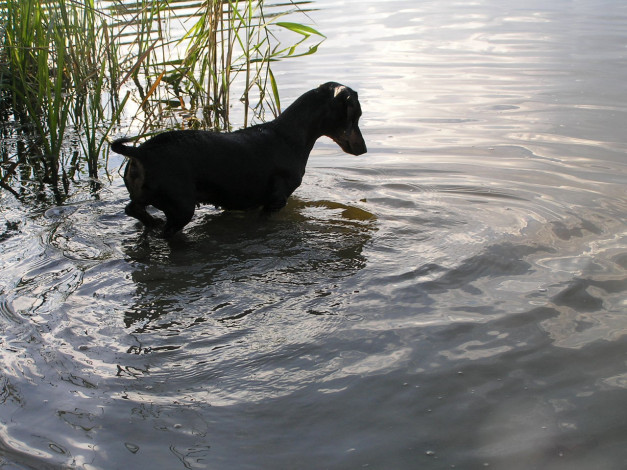 Обои картинки фото животные, собаки
