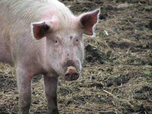 Обои картинки фото животные, свиньи, кабаны