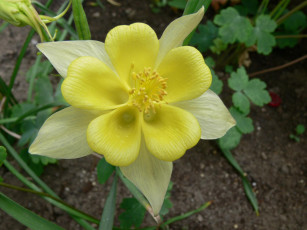 Картинка цветы аквилегия водосбор