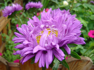 Картинка цветы астры