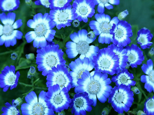 Картинка цветы цинерария