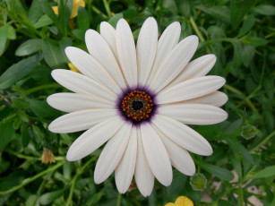 Картинка цветы диморфотеки