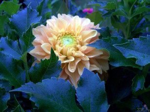 Картинка цветы георгины