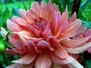 Картинка цветы георгины