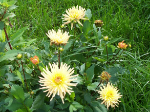 Картинка цветы георгины