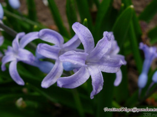 Картинка цветы гиацинты