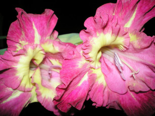 Картинка цветы гладиолусы