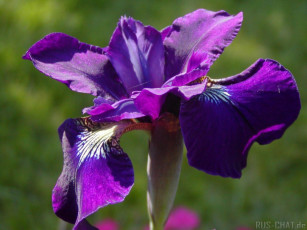 Картинка цветы ирисы