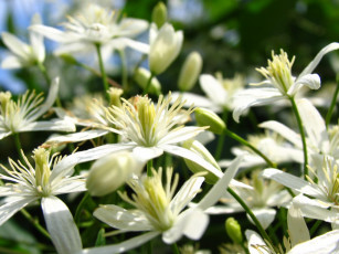 Картинка цветы клематис ломонос