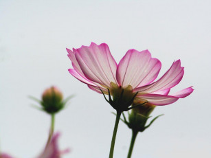 Картинка цветы космея