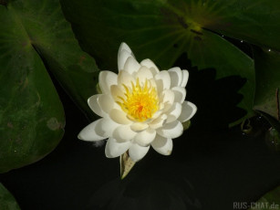 Картинка цветы лилии водяные нимфеи кувшинки