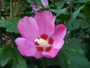 Картинка цветы мальвы