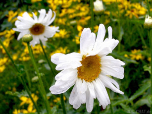 Картинка цветы ромашки