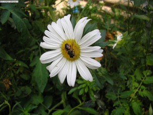 Картинка цветы ромашки