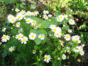 Картинка цветы ромашки