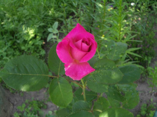 Картинка цветы розы