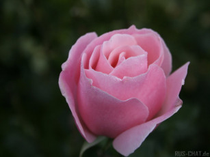 Картинка цветы розы