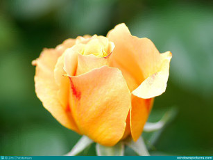 Картинка цветы розы