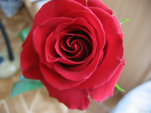 Картинка цветы розы