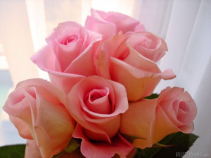 Картинка цветы розы