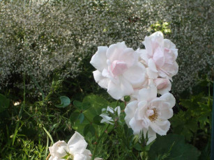 Картинка цветы розы