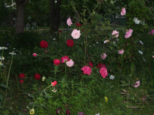 Картинка цветы розы