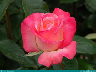 Картинка цветы розы