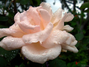 Картинка цветы розы