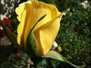 Картинка цветы розы