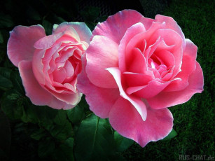 Картинка цветы розы