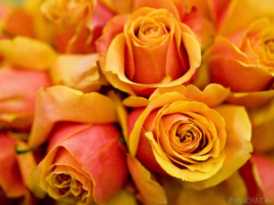 Картинка цветы розы