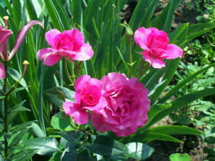 Картинка цветы розы