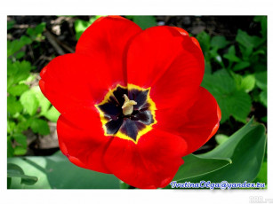 Картинка цветы тюльпаны